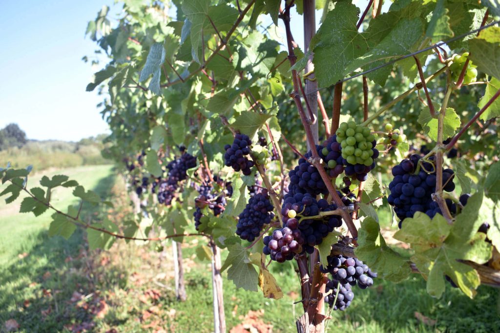 Vineyard