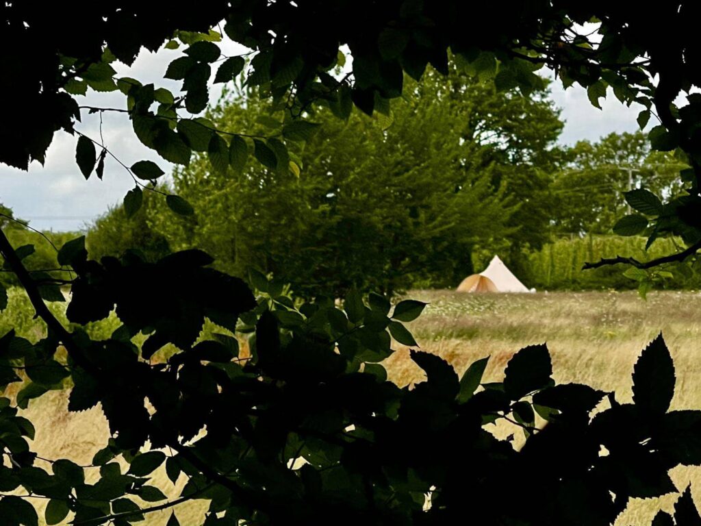 Bell tent through leaves